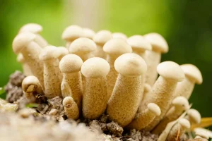 Unlocking New Dimensions: Where to Buy Envy Magic Mushrooms Online
