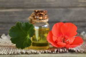 The Healing Touch: Geranium Oil’s Therapeutic Magic